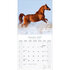Arabian Horses_