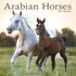Arabian Horses_